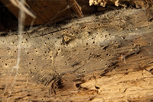 Insecte bois